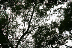 木々と青空,木々,木,自然,空,青空,雲,ナチュラル,空/雲,空/天気,natural,sky