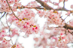 河津桜,桜,さくら,サクラ,桜まつり,花見,お花見,花,お花,フラワー,はな,flower,spring,japan,綺麗,きれい,キレイ,満開,咲,春,blossom,ひな祭り,雛祭り,ひなまつり