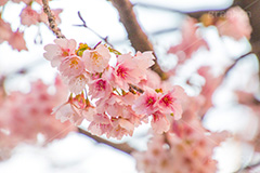 河津桜,桜,さくら,サクラ,桜まつり,花見,お花見,花,お花,フラワー,はな,flower,spring,japan,綺麗,きれい,キレイ,満開,咲,春,blossom,ひな祭り,雛祭り,ひなまつり