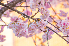 河津桜,桜,さくら,サクラ,桜まつり,花見,お花見,花,お花,フラワー,はな,flower,spring,japan,綺麗,きれい,キレイ,満開,咲,春,blossom,ひな祭り,雛祭り,ひなまつり