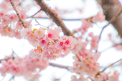 河津桜,桜,さくら,サクラ,桜まつり,花見,お花見,花,お花,フラワー,はな,flower,spring,japan,綺麗,きれい,キレイ,満開,咲,春,blossom,ひな祭り,雛祭り,ひなまつり