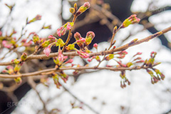 開花したての桜,開花,桜,ソメイヨシノ,オオシマザクラ,さくら,サクラ,花見,お花見,花,お花,フラワー,はな,flower,japan,blossom,咲,春