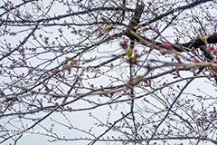 開花したての桜,開花,桜,ソメイヨシノ,オオシマザクラ,さくら,サクラ,花見,お花見,花,お花,フラワー,はな,flower,japan,blossom,咲,春