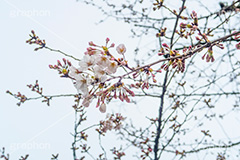 開花したての桜,開花,桜,ソメイヨシノ,オオシマザクラ,さくら,サクラ,花見,お花見,花,お花,フラワー,はな,flower,japan,blossom,咲,春