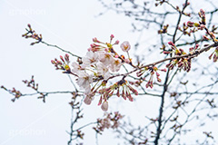 開花したての桜,開花,桜,ソメイヨシノ,オオシマザクラ,さくら,サクラ,花見,お花見,花,お花,フラワー,はな,flower,japan,blossom,咲,春