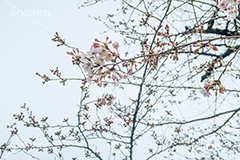 開花したての桜,開花,桜,ソメイヨシノ,オオシマザクラ,さくら,サクラ,花見,お花見,花,お花,フラワー,はな,flower,japan,blossom,咲,春