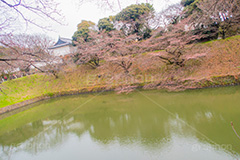 開花したて牛ヶ淵の桜,開花,牛ヶ淵の桜,武道館,九段下,牛ヶ淵,桜,ソメイヨシノ,オオシマザクラ,さくら,サクラ,桜まつり,花見,お花見,花,お花,フラワー,はな,flower,japan,blossom,咲,春,千代田区