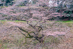 開花したて牛ヶ淵の桜,開花,牛ヶ淵の桜,武道館,九段下,牛ヶ淵,桜,ソメイヨシノ,オオシマザクラ,さくら,サクラ,桜まつり,花見,お花見,花,お花,フラワー,はな,flower,japan,blossom,咲,春,千代田区