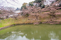 開花したて牛ヶ淵の桜,開花,牛ヶ淵の桜,武道館,九段下,牛ヶ淵,桜,ソメイヨシノ,オオシマザクラ,さくら,サクラ,桜まつり,花見,お花見,花,お花,フラワー,はな,flower,japan,blossom,咲,春,千代田区