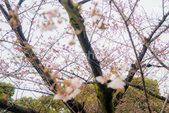 開花したての桜,開花,桜,ソメイヨシノ,オオシマザクラ,さくら,サクラ,花見,お花見,花,お花,フラワー,はな,flower,japan,blossom,咲,春