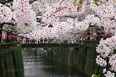 目黒川の桜,桜まつり,桜,ソメイヨシノ,そめいよしの,さくら,サクラ,桜まつり,花見,お花見,花,お花,フラワー,はな,flower,花より団子,綺麗,きれい,キレイ,満開,咲,春,blossom,japan,中目黒