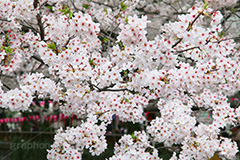 目黒川の桜,桜まつり,桜,ソメイヨシノ,そめいよしの,さくら,サクラ,桜まつり,花見,お花見,花,お花,フラワー,はな,flower,花より団子,綺麗,きれい,キレイ,満開,咲,春,blossom,japan,中目黒