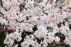 目黒川の桜,桜まつり,桜,ソメイヨシノ,そめいよしの,さくら,サクラ,桜まつり,花見,お花見,花,お花,フラワー,はな,flower,花より団子,綺麗,きれい,キレイ,満開,咲,春,blossom,japan,中目黒