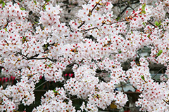 目黒川の桜,桜まつり,桜,ソメイヨシノ,そめいよしの,さくら,サクラ,桜まつり,花見,お花見,花,お花,フラワー,はな,flower,花より団子,綺麗,きれい,キレイ,満開,咲,春,blossom,japan,中目黒