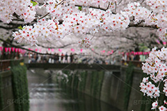 目黒川の桜,桜まつり,桜,ソメイヨシノ,そめいよしの,さくら,サクラ,桜まつり,花見,お花見,花,お花,フラワー,はな,flower,花より団子,綺麗,きれい,キレイ,満開,咲,春,blossom,japan,中目黒