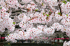 目黒川の桜,桜まつり,桜,ソメイヨシノ,そめいよしの,さくら,サクラ,桜まつり,花見,お花見,花,お花,フラワー,はな,flower,花より団子,綺麗,きれい,キレイ,満開,咲,春,blossom,japan,中目黒