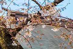 靖国神社 桜の標本木,標本木,基準,観測,東京,ソメイヨシノ,靖国神社,靖国,政治,神社,shrine,japan,開花,サクラ,さくら,桜,参拝,お参り,千代田区,九段下,境内,さくらまつり,blossom