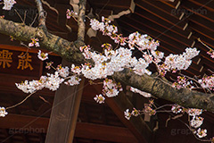 靖国神社 桜の標本木,標本木,基準,観測,東京,ソメイヨシノ,靖国神社,靖国,政治,神社,shrine,japan,開花,サクラ,さくら,桜,参拝,お参り,千代田区,九段下,境内,さくらまつり,blossom