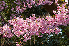 河津桜,桜,さくら,サクラ,桜まつり,花見,お花見,花,お花,フラワー,はな,flower,spring,japan,綺麗,きれい,キレイ,満開,咲,春,blossom,ひな祭り,雛祭り,ひなまつり