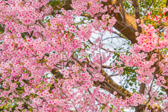 河津桜,桜,さくら,サクラ,桜まつり,花見,お花見,花,お花,フラワー,はな,flower,spring,japan,綺麗,きれい,キレイ,満開,咲,春,blossom,ひな祭り,雛祭り,ひなまつり