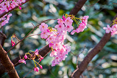 河津桜,桜,さくら,サクラ,桜まつり,花見,お花見,花,お花,フラワー,はな,flower,spring,japan,綺麗,きれい,キレイ,満開,咲,春,blossom,ひな祭り,雛祭り,ひなまつり