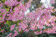 河津桜,桜,さくら,サクラ,桜まつり,花見,お花見,花,お花,フラワー,はな,flower,spring,japan,綺麗,きれい,キレイ,満開,咲,春,blossom,ひな祭り,雛祭り,ひなまつり