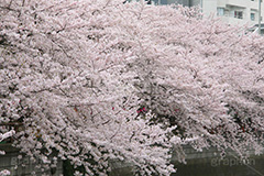 目黒川の桜,桜,ソメイヨシノ,そめいよしの,さくら,サクラ,桜まつり,花見,お花見,花,お花,フラワー,はな,flower,花より団子,綺麗,きれい,キレイ,満開,咲,春,blossom,japan,中目黒