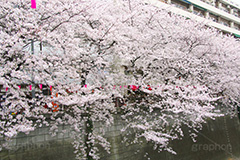 目黒川の桜,桜,ソメイヨシノ,そめいよしの,さくら,サクラ,桜まつり,花見,お花見,花,お花,フラワー,はな,flower,花より団子,綺麗,きれい,キレイ,満開,咲,春,blossom,japan,中目黒