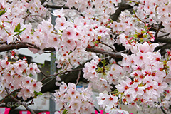 目黒川の桜,桜,ソメイヨシノ,そめいよしの,さくら,サクラ,桜まつり,花見,お花見,花,お花,フラワー,はな,flower,花より団子,綺麗,きれい,キレイ,満開,咲,春,blossom,japan,中目黒