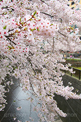 目黒川の桜,桜,ソメイヨシノ,そめいよしの,さくら,サクラ,桜まつり,花見,お花見,花,お花,フラワー,はな,flower,花より団子,綺麗,きれい,キレイ,満開,咲,春,blossom,japan,中目黒