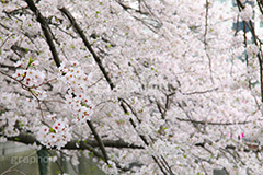 目黒川の桜,桜,ソメイヨシノ,そめいよしの,さくら,サクラ,桜まつり,花見,お花見,花,お花,フラワー,はな,flower,花より団子,綺麗,きれい,キレイ,満開,咲,春,blossom,japan,中目黒