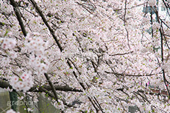 目黒川の桜,桜,ソメイヨシノ,そめいよしの,さくら,サクラ,桜まつり,花見,お花見,花,お花,フラワー,はな,flower,花より団子,綺麗,きれい,キレイ,満開,咲,春,blossom,japan,中目黒