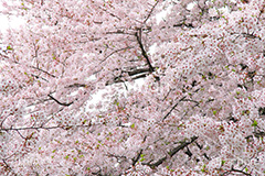 ソメイヨシノ,そめいよしの,さくら,桜,サクラ,桜まつり,花見,お花見,花,お花,フラワー,はな,flower,花より団子,綺麗,きれい,キレイ,満開,咲,春,blossom,japan