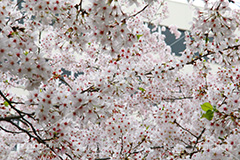 ソメイヨシノ,そめいよしの,さくら,桜,サクラ,桜まつり,花見,お花見,花,お花,フラワー,はな,flower,花より団子,綺麗,きれい,キレイ,満開,咲,春,blossom,japan