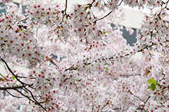 ソメイヨシノ,そめいよしの,さくら,桜,サクラ,桜まつり,花見,お花見,花,お花,フラワー,はな,flower,花より団子,綺麗,きれい,キレイ,満開,咲,春,blossom,japan