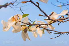 見頃を終えたこぶしの花,見頃,終わり,散る,こぶしの花,コブシ,モクレン科,花,はな,フラワー,flower,spring,春,早春,白い花,辛夷,木蓮,木,満開