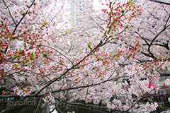 目黒川の桜,桜,ソメイヨシノ,そめいよしの,さくら,サクラ,桜まつり,花見,お花見,花,お花,フラワー,はな,flower,花より団子,綺麗,きれい,キレイ,満開,咲,春,blossom,japan,中目黒