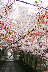 目黒川の桜,桜,ソメイヨシノ,そめいよしの,さくら,サクラ,桜まつり,花見,お花見,花,お花,フラワー,はな,flower,花より団子,綺麗,きれい,キレイ,満開,咲,春,blossom,japan,中目黒