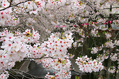 目黒川の桜,桜,ソメイヨシノ,そめいよしの,さくら,サクラ,桜まつり,花見,お花見,花,お花,フラワー,はな,flower,花より団子,綺麗,きれい,キレイ,満開,咲,春,blossom,japan,中目黒