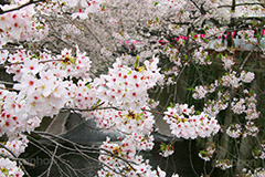 目黒川の桜,桜,ソメイヨシノ,そめいよしの,さくら,サクラ,桜まつり,花見,お花見,花,お花,フラワー,はな,flower,花より団子,綺麗,きれい,キレイ,満開,咲,春,blossom,japan,中目黒