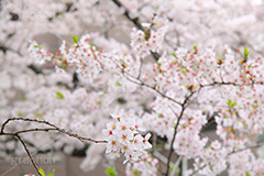 ソメイヨシノ,そめいよしの,さくら,桜,サクラ,桜まつり,花見,お花見,花,お花,フラワー,はな,flower,花より団子,綺麗,きれい,キレイ,満開,咲,春,blossom,japan