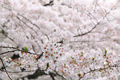 ソメイヨシノ,そめいよしの,さくら,桜,サクラ,桜まつり,花見,お花見,花,お花,フラワー,はな,flower,花より団子,綺麗,きれい,キレイ,満開,咲,春,blossom,japan