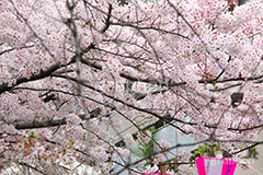 目黒川の桜,桜,ソメイヨシノ,そめいよしの,さくら,サクラ,桜まつり,花見,お花見,花,お花,フラワー,はな,flower,花より団子,綺麗,きれい,キレイ,満開,咲,春,blossom,japan,中目黒