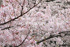 ソメイヨシノ,そめいよしの,さくら,桜,サクラ,桜まつり,花見,お花見,花,お花,フラワー,はな,flower,花より団子,綺麗,きれい,キレイ,満開,咲,春,blossom,japan