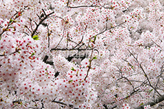 ソメイヨシノ,そめいよしの,さくら,桜,サクラ,桜まつり,花見,お花見,花,お花,フラワー,はな,flower,花より団子,綺麗,きれい,キレイ,満開,咲,春,blossom,japan