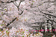 目黒川の桜,桜,ソメイヨシノ,そめいよしの,さくら,サクラ,桜まつり,花見,お花見,花,お花,フラワー,はな,flower,花より団子,綺麗,きれい,キレイ,満開,咲,春,blossom,japan,中目黒