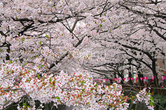 目黒川の桜,桜,ソメイヨシノ,そめいよしの,さくら,サクラ,桜まつり,花見,お花見,花,お花,フラワー,はな,flower,花より団子,綺麗,きれい,キレイ,満開,咲,春,blossom,japan,中目黒