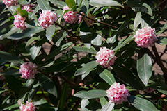 ジンチョウゲ,沈丁花,花,フラワー,低木,有毒,薬,歯痛,口内炎,春,季語,芳香,香り,匂い,瑞香,輪丁花,spring,flower