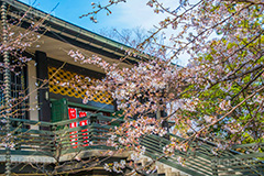 桜の咲き始めた浄真寺,桜,さくら,花,花見,フラワー,浄真寺,九品仏浄真寺,九品仏,奥沢,自由が丘,阿弥陀如来像,寺,文化財,指定文化財,お面かぶり,世田谷区,temple,flower,blossom,japan,お花見,花,お花,フラワー,はな