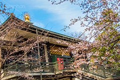 桜の咲き始めた浄真寺,桜,さくら,花,花見,フラワー,浄真寺,九品仏浄真寺,九品仏,奥沢,自由が丘,阿弥陀如来像,寺,文化財,指定文化財,お面かぶり,世田谷区,temple,flower,blossom,japan,お花見,花,お花,フラワー,はな